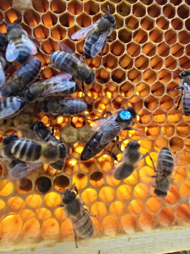 Wabe voller Bienen mit blau markierter Königin