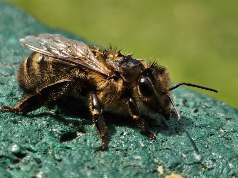 Dunkle Europäische Honigbiene in Nahaufnahme